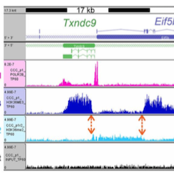 ChipSeq analysis: Epigenetic marks